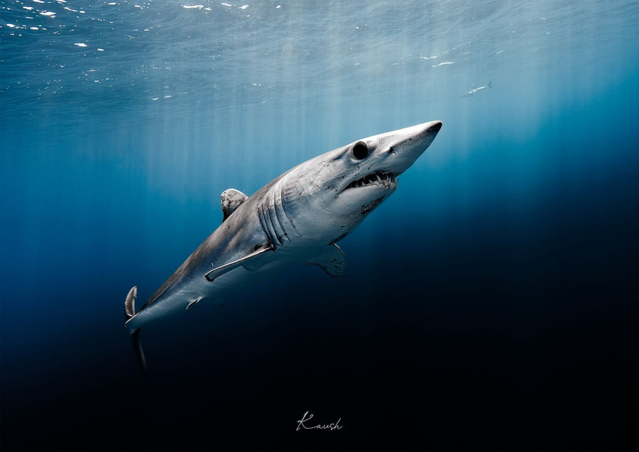 Best Underwater Photography Camera Settings: My Starting Points for Wildlife
