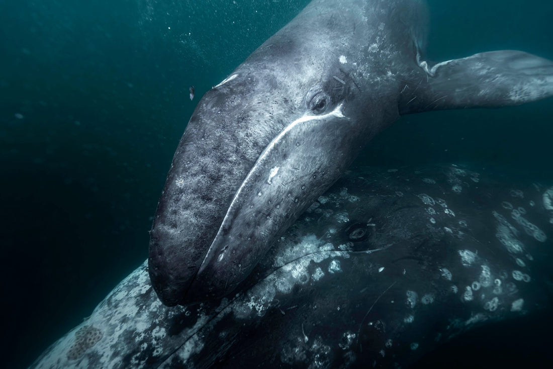 “A Mother’s Touch” Wins The Artist Gallery Wildlife Photography Contest
