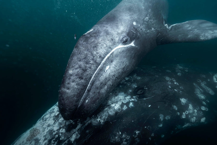 “A Mother’s Touch” Wins The Artist Gallery Wildlife Photography Contest