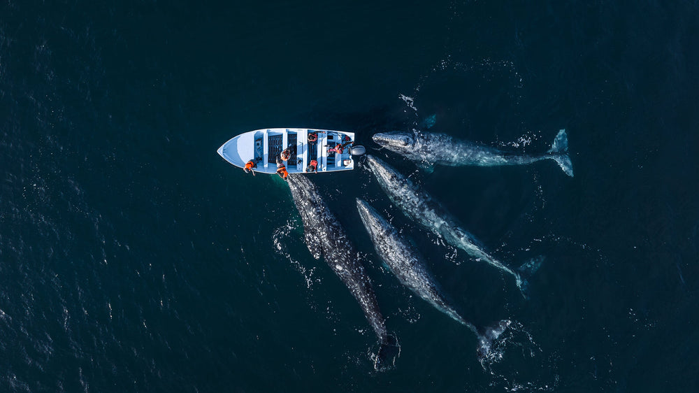 Curious Giants Featured as National Geographic Photo of the Day