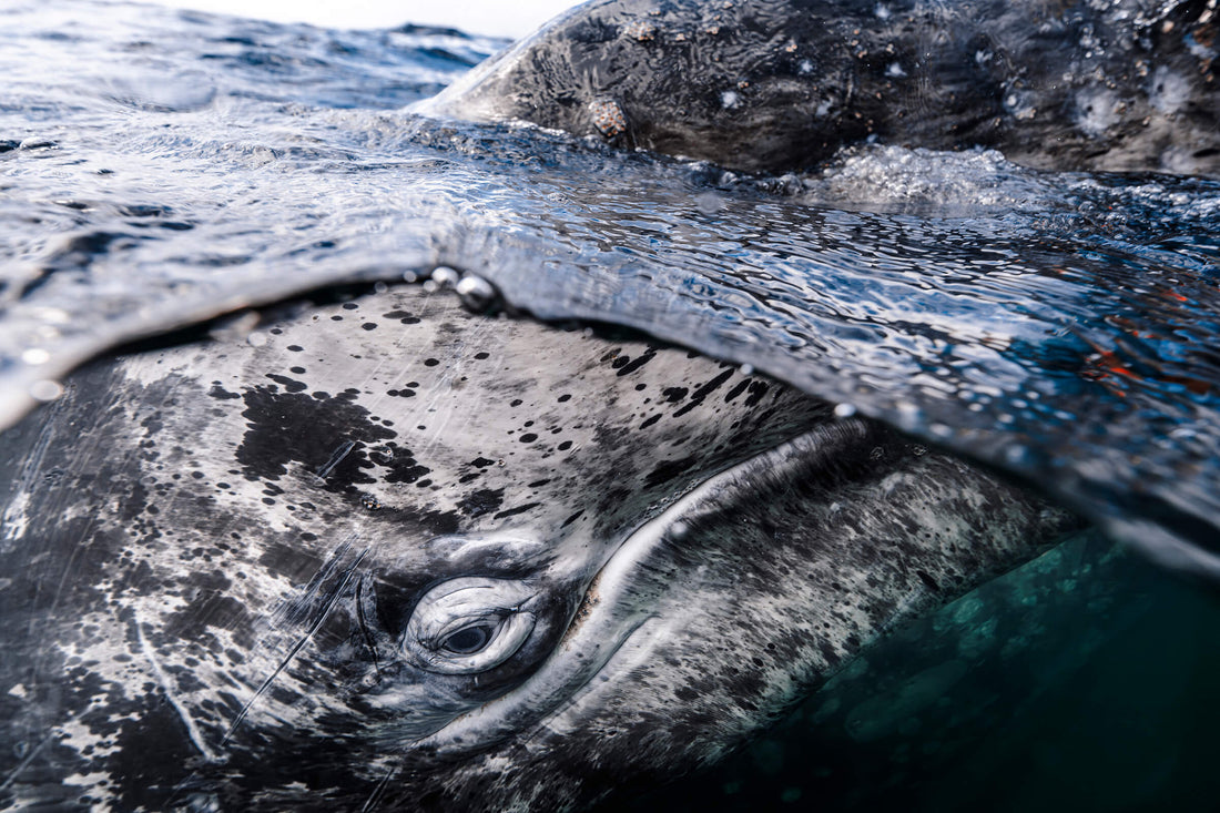 Eye Spy Wins at the UN World Oceans Day Photo Competition