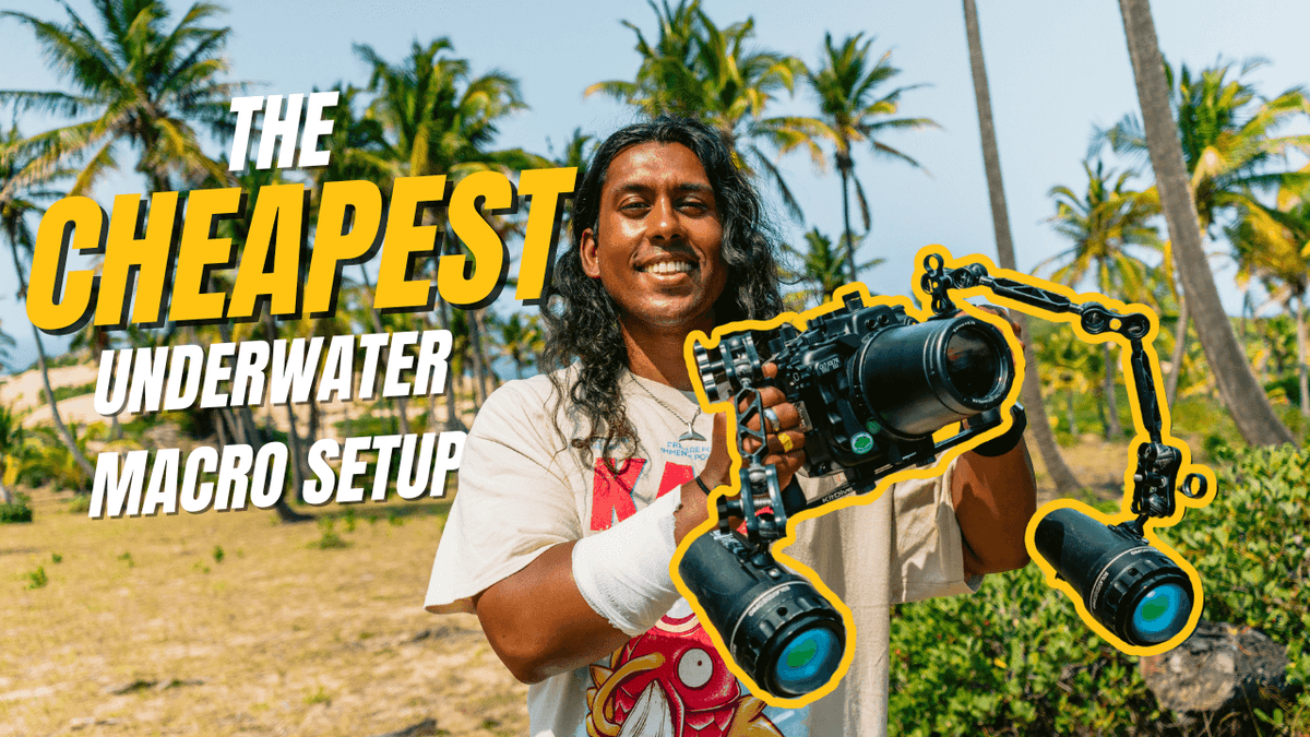 Affordable Underwater Macro Photography Setup (Best Budget Rig in 2025)