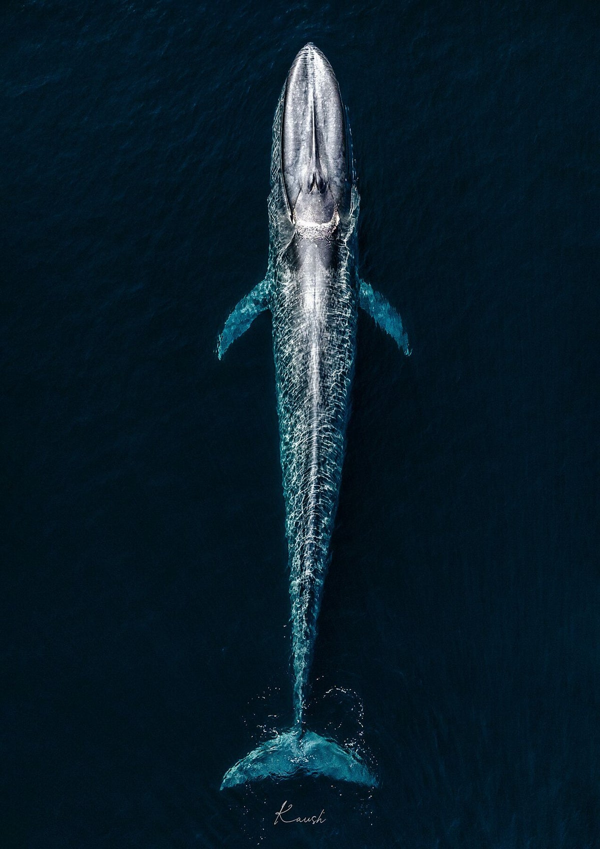 Blue In Blue