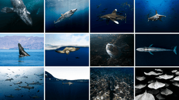 2027 Wildlife Calendar - PRE ORDER