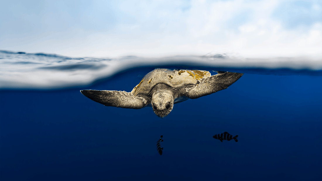 June — 2027 Wildlife Calendar - PRE ORDER