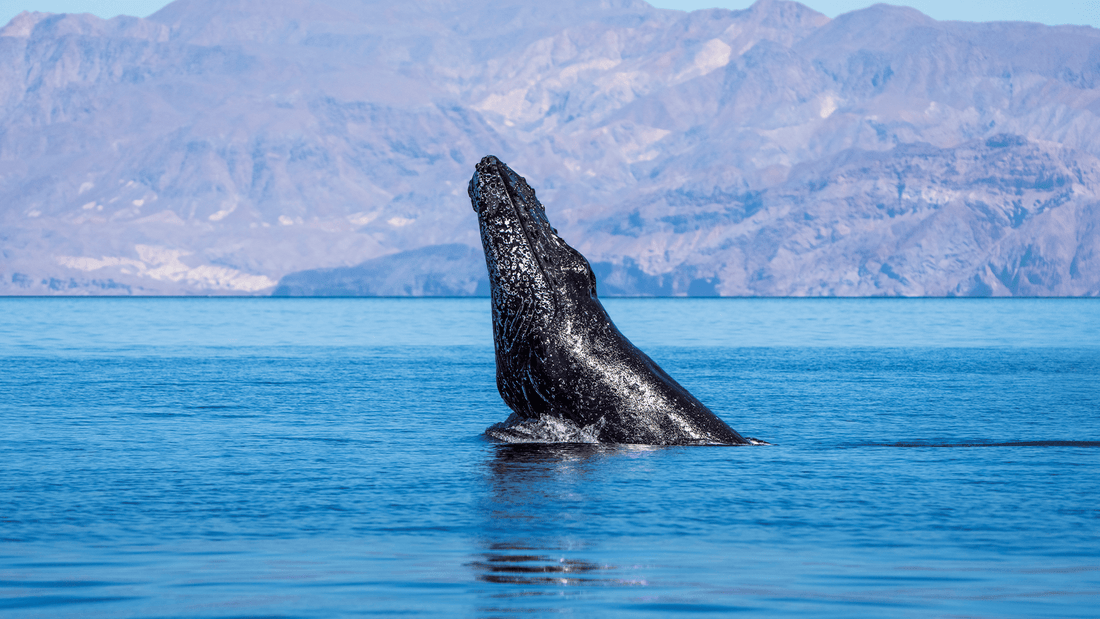 May — 2027 Wildlife Calendar - PRE ORDER
