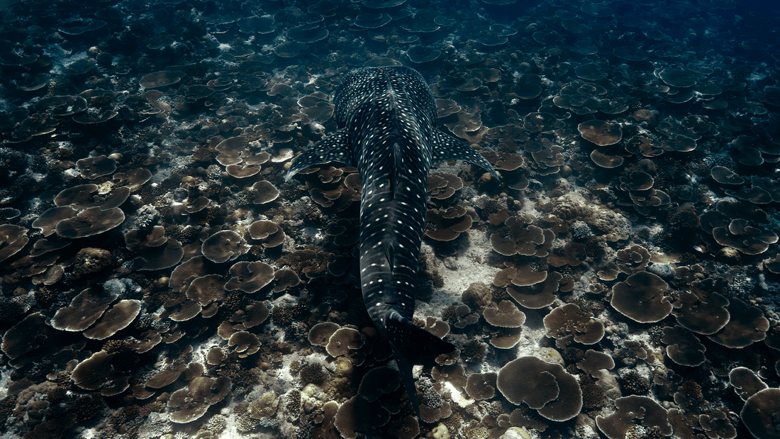 November — 2027 Wildlife Calendar - PRE ORDER