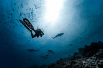 Load image into Gallery viewer, Shark Island Shark Expedition 2026 Deposit
