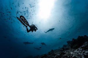 Shark Island Shark Expedition 2026 Deposit