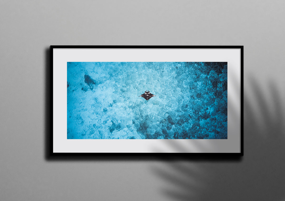 Solitary displayed in an interior