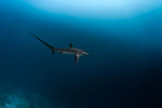 Load image into Gallery viewer, Shark Island Shark Expedition 2026 Deposit
