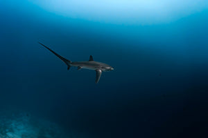 Shark Island Shark Expedition 2026 Deposit