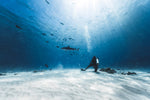 Load image into Gallery viewer, Shark Island Shark Expedition 2026 Deposit
