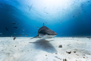 Shark Island Shark Expedition 2026 Deposit