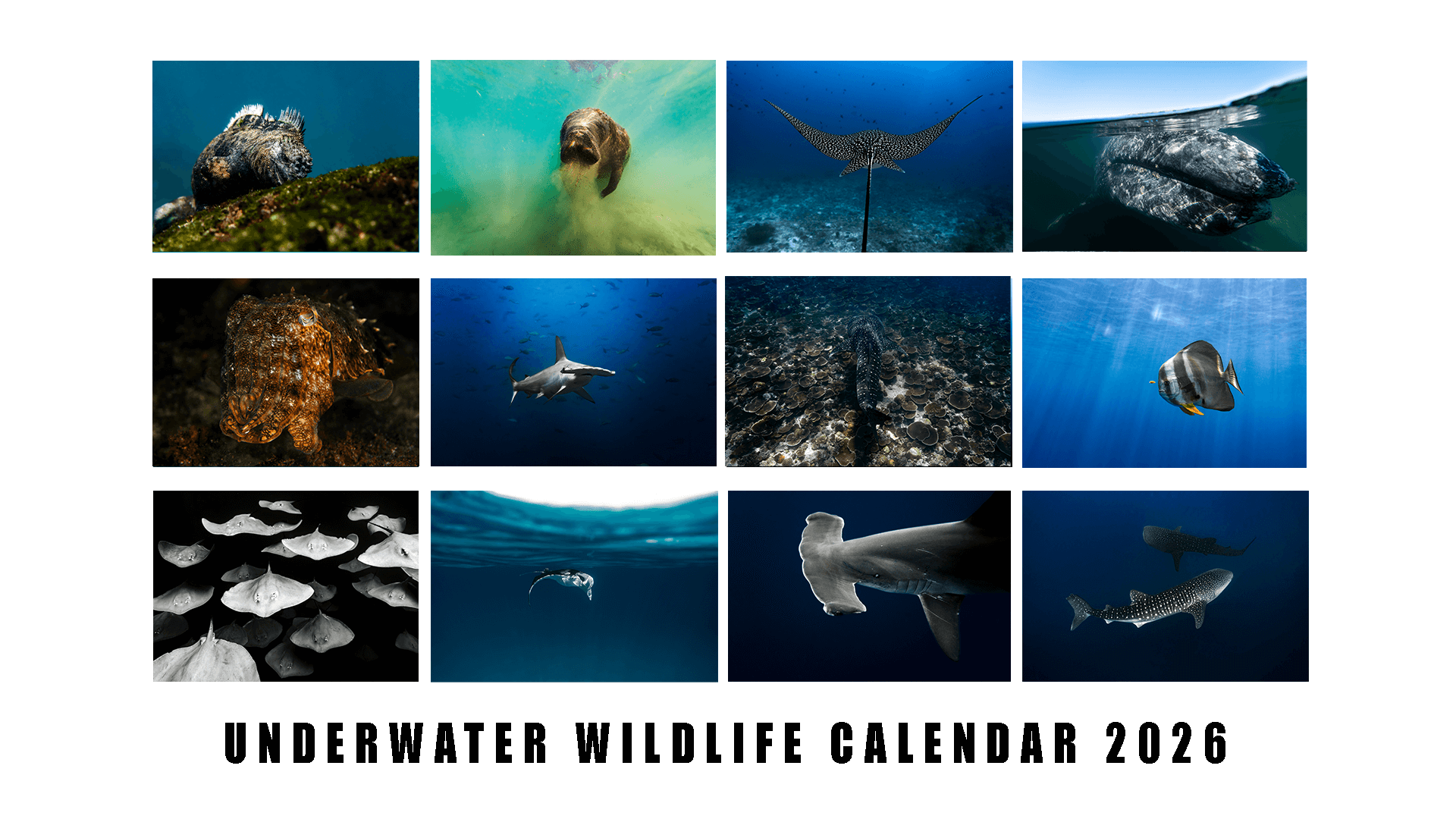 Limited Edition 2026 Underwater Wildlife Calendar - PRE ORDER