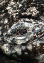 Load image into Gallery viewer, 9864337
