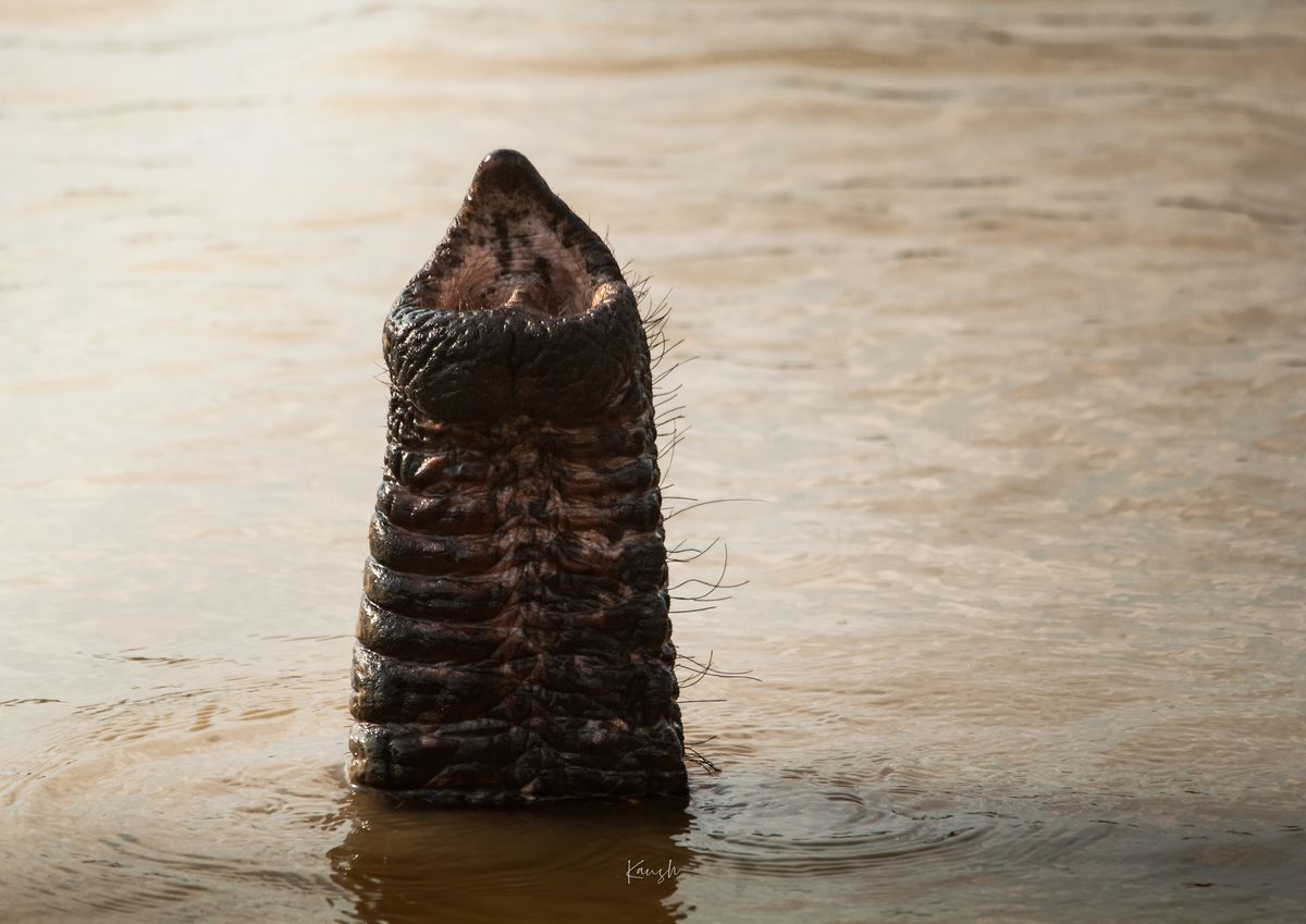 Pachyderm Periscope