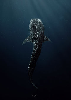 Arise