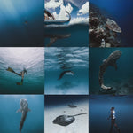 Load and play video in Gallery viewer, &#39;Fenfushi&#39; Open Water Preset for Underwater Photo Editing
