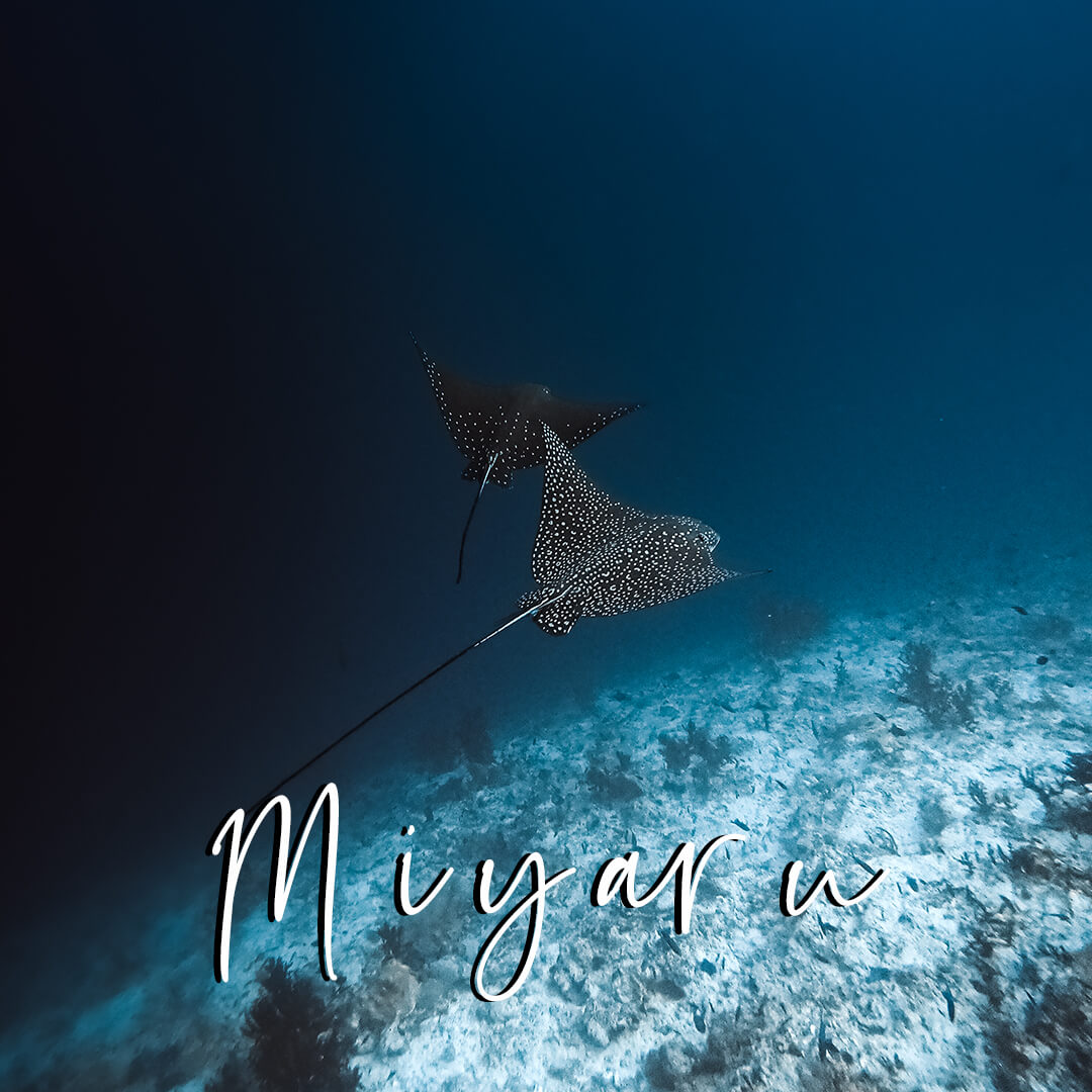 Lightroom Underwater Preset - 'Miyaru' Deep Water Preset for Underwater ...