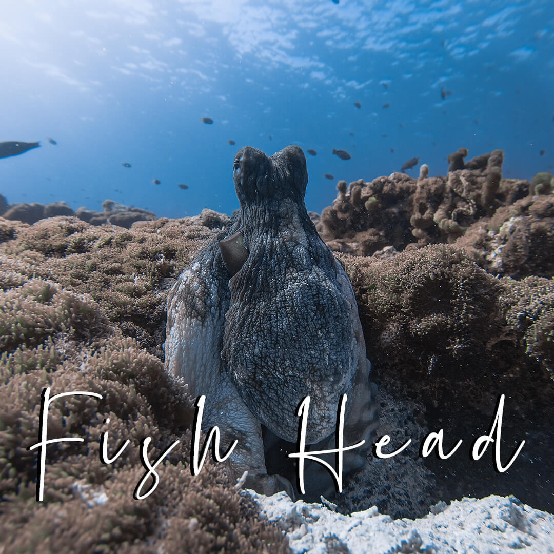 'Fish Head' Base Preset for Underwater Photo Editing