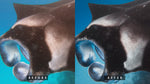 Load image into Gallery viewer, &#39;Fish Head&#39; Base Preset for Underwater Photo Editing
