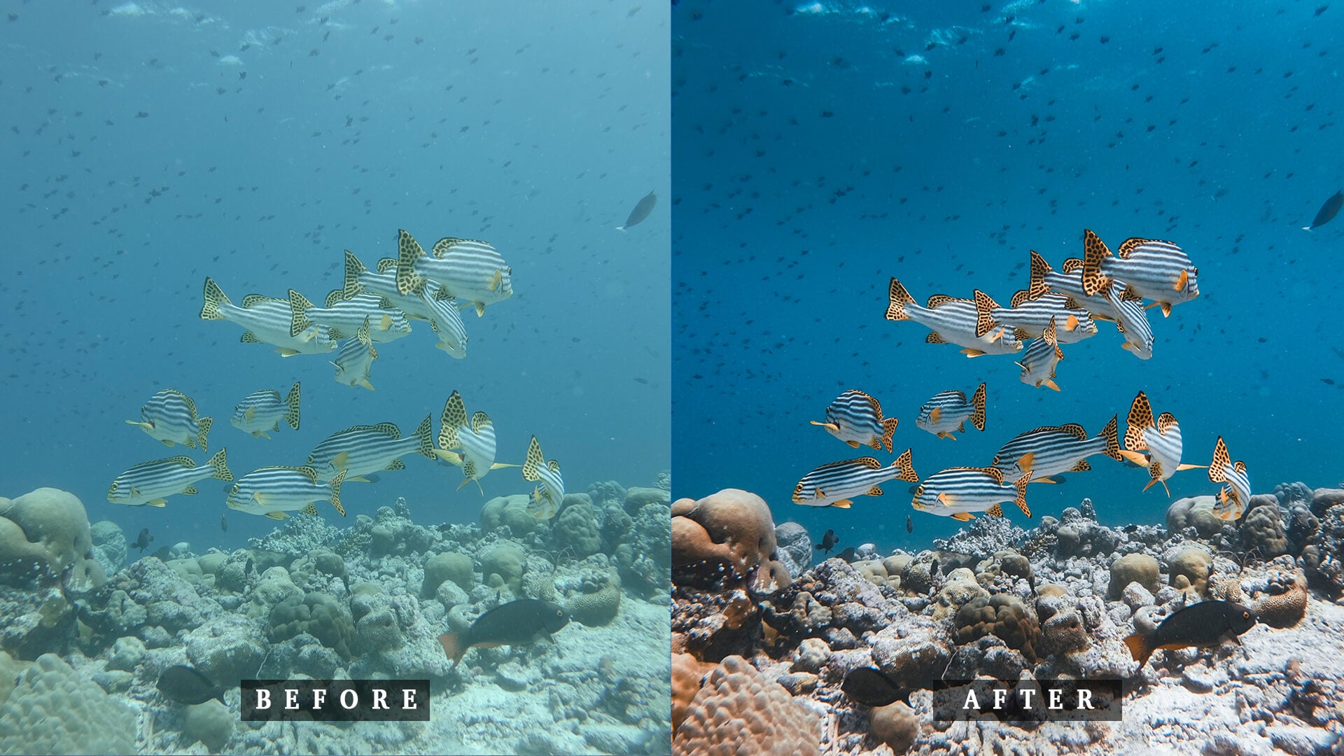 'Moofushi' Reefs Preset for Underwater Photo Editing