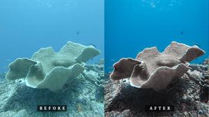 'Fish Head' Base Preset for Underwater Photo Editing