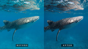 'Fish Head' Base Preset for Underwater Photo Editing