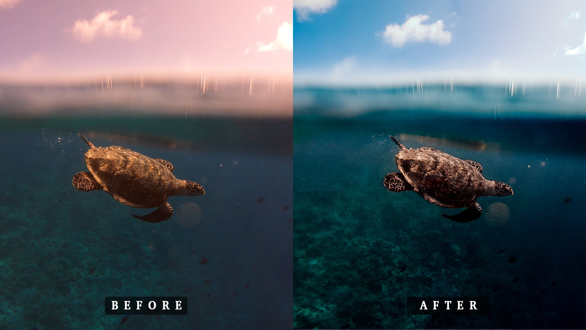 'LUX*' Split Shot Preset for Underwater Photo Editing