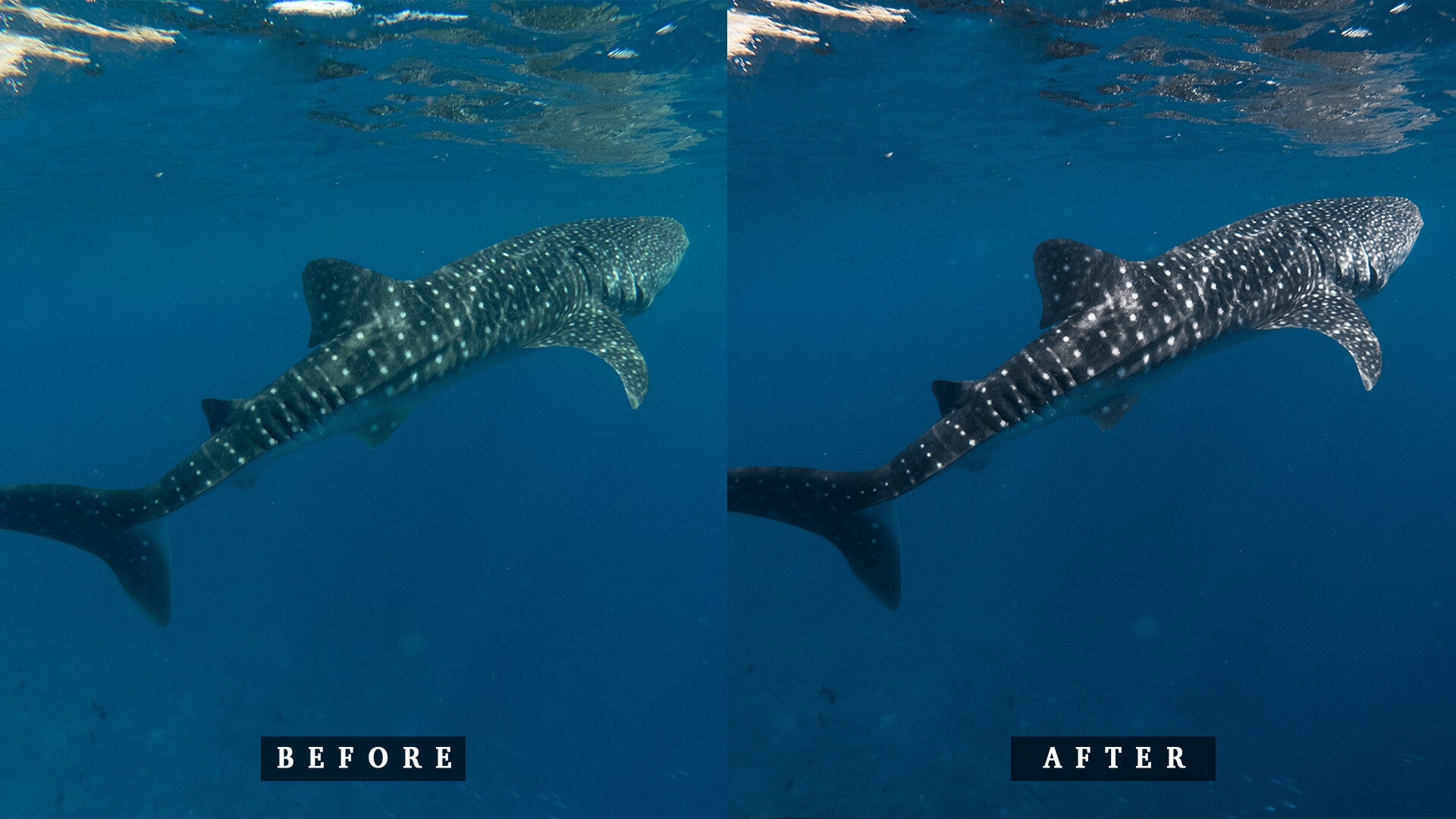 'Fenfushi' Open Water Preset for Underwater Photo Editing