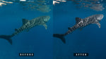 Load image into Gallery viewer, &#39;Fenfushi&#39; Open Water Preset for Underwater Photo Editing
