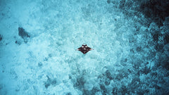 Solitary
